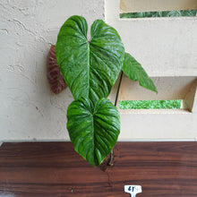 Load image into Gallery viewer, #61 Large Philodendron Majestic Tip Cutting