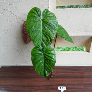 #61 Large Philodendron Majestic Tip Cutting