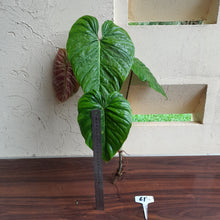 Load image into Gallery viewer, #61 Large Philodendron Majestic Tip Cutting