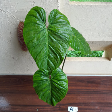 #61 Large Philodendron Majestic Tip Cutting