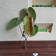 Load image into Gallery viewer, #61 Large Philodendron Majestic Tip Cutting