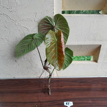 Load image into Gallery viewer, #61 Large Philodendron Majestic Tip Cutting