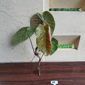 #61 Large Philodendron Majestic Tip Cutting