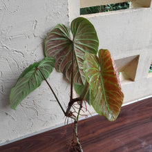Load image into Gallery viewer, #61 Large Philodendron Majestic Tip Cutting