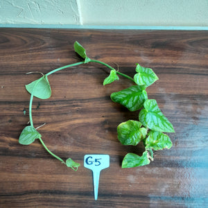 #G5 Monstera Dubia Tip Cutting