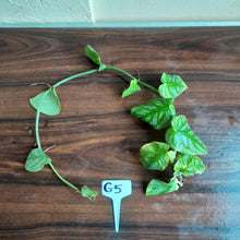 Load image into Gallery viewer, #G5 Monstera Dubia Tip Cutting