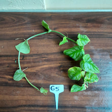 Load image into Gallery viewer, #G5 Monstera Dubia Tip Cutting