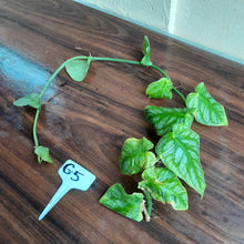 Load image into Gallery viewer, #G5 Monstera Dubia Tip Cutting