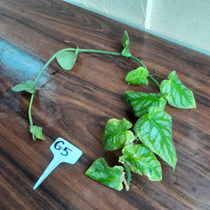 #G5 Monstera Dubia Tip Cutting