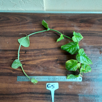 #G5 Monstera Dubia Tip Cutting