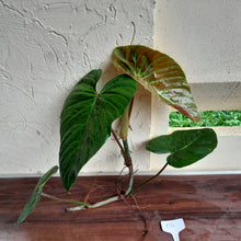 Load image into Gallery viewer, #P4 Large Philodendron Majestic Tip Cutting