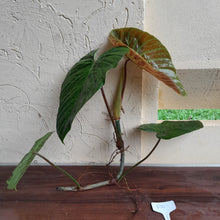 Load image into Gallery viewer, #P4 Large Philodendron Majestic Tip Cutting