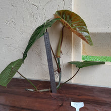 Load image into Gallery viewer, #P4 Large Philodendron Majestic Tip Cutting