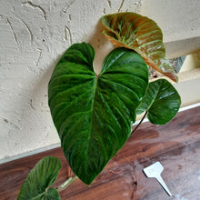 Load image into Gallery viewer, #P4 Large Philodendron Majestic Tip Cutting