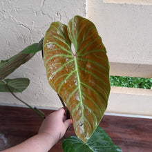 Load image into Gallery viewer, #P4 Large Philodendron Majestic Tip Cutting