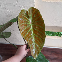 Load image into Gallery viewer, #P4 Large Philodendron Majestic Tip Cutting