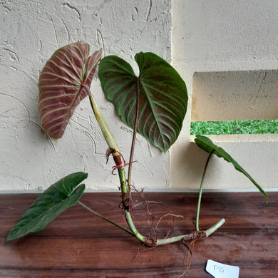 #P4 Large Philodendron Majestic Tip Cutting