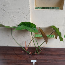 Load image into Gallery viewer, #892 Large Philodendron Tenue x Plowmanii Tip Cutting