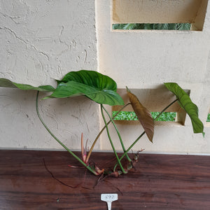 #892 Large Philodendron Tenue x Plowmanii Tip Cutting