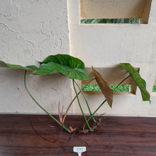 Load image into Gallery viewer, #892 Large Philodendron Tenue x Plowmanii Tip Cutting