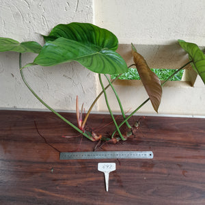 #892 Large Philodendron Tenue x Plowmanii Tip Cutting