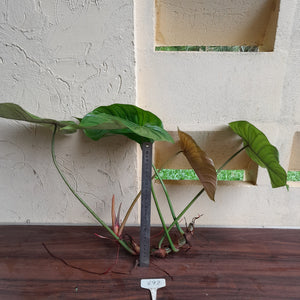 #892 Large Philodendron Tenue x Plowmanii Tip Cutting