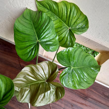 Load image into Gallery viewer, #892 Large Philodendron Tenue x Plowmanii Tip Cutting