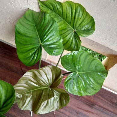 #892 Large Philodendron Tenue x Plowmanii Tip Cutting