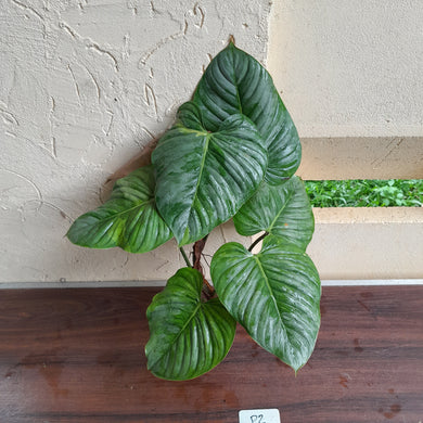 #P2 Large, Slightly Variegated Philodendron Sodiroi Tip Cutting