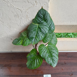 #P2 Large, Slightly Variegated Philodendron Sodiroi Tip Cutting