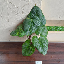 Load image into Gallery viewer, #P2 Large, Slightly Variegated Philodendron Sodiroi Tip Cutting