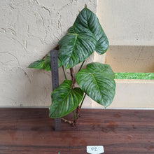 Load image into Gallery viewer, #P2 Large, Slightly Variegated Philodendron Sodiroi Tip Cutting