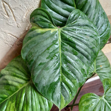 Load image into Gallery viewer, #P2 Large, Slightly Variegated Philodendron Sodiroi Tip Cutting
