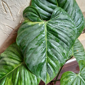 #P2 Large, Slightly Variegated Philodendron Sodiroi Tip Cutting