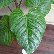 Load image into Gallery viewer, #P2 Large, Slightly Variegated Philodendron Sodiroi Tip Cutting
