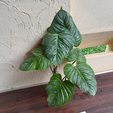 Load image into Gallery viewer, #P2 Large, Slightly Variegated Philodendron Sodiroi Tip Cutting