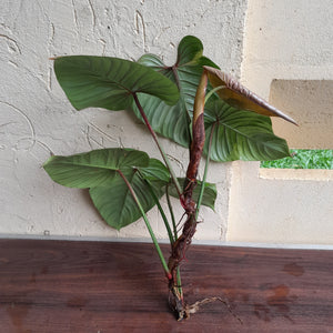 #P2 Large, Slightly Variegated Philodendron Sodiroi Tip Cutting