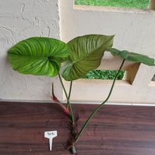 Load image into Gallery viewer, #304 Large Philodendron Tenue x Plowmanii Tip Cutting