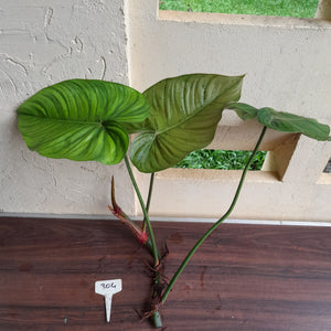 #304 Large Philodendron Tenue x Plowmanii Tip Cutting