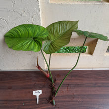 Load image into Gallery viewer, #304 Large Philodendron Tenue x Plowmanii Tip Cutting