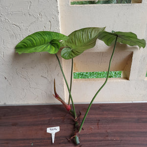 #304 Large Philodendron Tenue x Plowmanii Tip Cutting