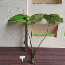 Load image into Gallery viewer, #304 Large Philodendron Tenue x Plowmanii Tip Cutting