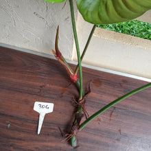 Load image into Gallery viewer, #304 Large Philodendron Tenue x Plowmanii Tip Cutting