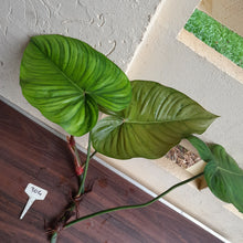 Load image into Gallery viewer, #304 Large Philodendron Tenue x Plowmanii Tip Cutting