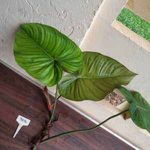 #304 Large Philodendron Tenue x Plowmanii Tip Cutting