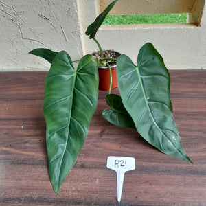 #H21 Philodendron Maximum