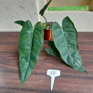 #H21 Philodendron Maximum