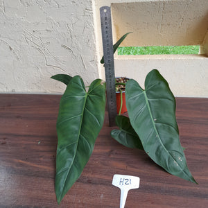 #H21 Philodendron Maximum