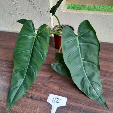 #H21 Philodendron Maximum