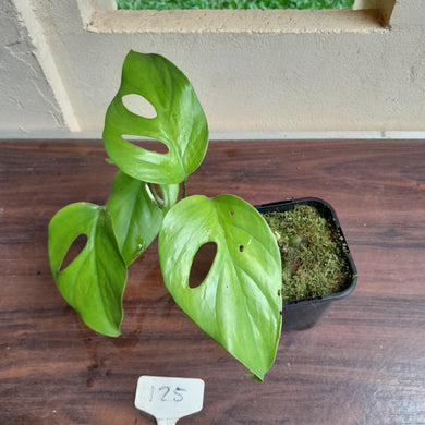 #25 Rhaphidophora Pertusa
